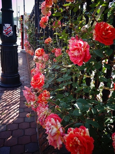 白い恋人パーク☆Roseの記事より