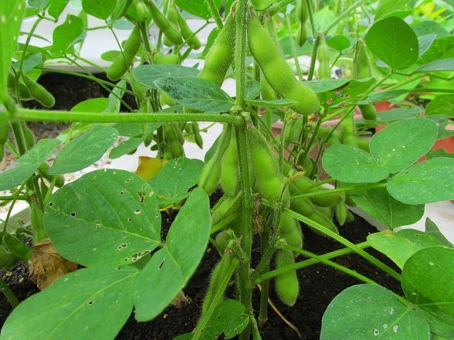 プランターの枝豆 過去最高のデキで収穫 初心者イザワンの家庭菜園奮闘記