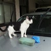 「只今、洗車中！！！」それを邪魔しにくるネコ・・・(-_-;)の画像