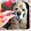 COCOママクッキーの看板犬「ボンちゃん」の画像