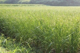 いのち　めぐる　たんぼ　　　   　　　　　　　　　　　　　　　　　トキを呼ぶ田んぼ　自然栽培でお米作っています