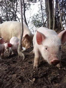 $～豚飼いと天ぷらカーと子育て～　桜の山農場のブログ
