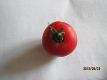 $日田れんげ米-真っ赤なトマト