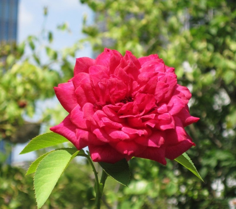 夏剪定していいバラ ダメなバラ ８月のバラの講座 ママの薔薇のブログ