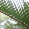 棕櫚の木の画像