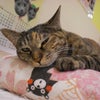 ゲットして嬉しい!勇気づけられる猫パワーがこもったアレをプレゼント☆の画像