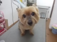 ペット 犬 美容室 トリミング 大阪の わんわんぷらざ 都島店♪