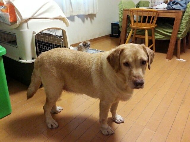クミーゴの保護犬猫ブログ