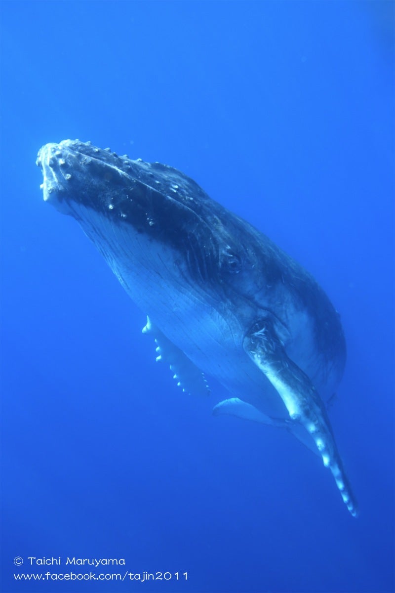 ザトウクジラの赤ちゃん | 「いま・ここ」を生きる