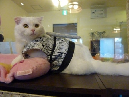 $札幌猫カフェ「にゃん・ど・べる」　まあのブログ