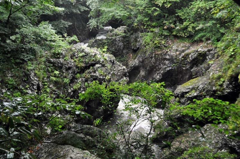 $白神山地ツアーの白神なびスタッフブログ-2013年8月下旬の白神山地真瀬渓谷3