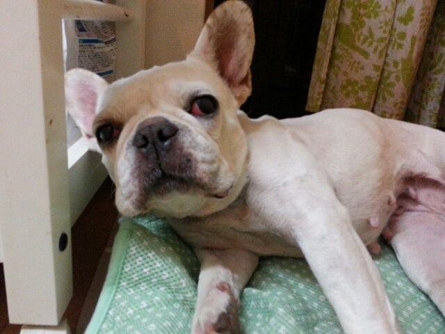 クミーゴの保護犬猫ブログ
