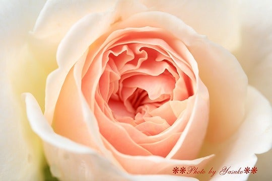 rosesのブログ