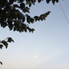 ヌケガラの画像