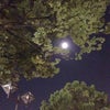 十五夜の満月の画像