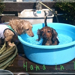 画像 ドッグラン♪ の記事より 2つ目