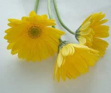 花 言葉 花 黄色い 【花言葉】平和・希望を意味する明るい花言葉を持つ花10選！