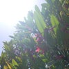 【残3名様 : 4/9】ハワイ癒しの聖地から遠隔ヒーリングご案内の画像