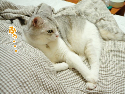 寝て食べてまた寝る猫の１日 うにオフィシャルブログ うにの秘密基地 Powered By Ameba