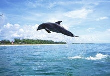 Jumping Dolphin2