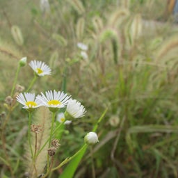 たんぽぽねこのブログ