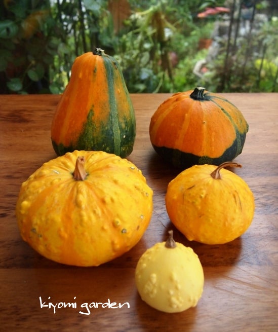 ハロウィンに おもちゃかぼちゃの収穫 | キヨミのガーデニングブログ 長澤淨美のアメブロオフィシャルブログPowered by Ameba