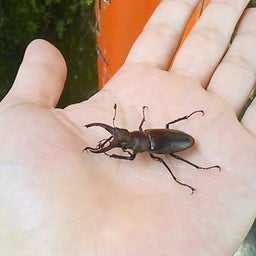 家庭教師のえーるのブログ-クワガタ　京都２