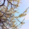 湯島天神の梅の画像
