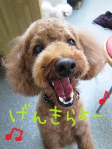 群馬県高崎市の『Dog Resort”Slow Life”』のスタッフブログ