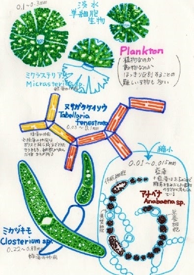プランクトンのイラスト 練習 希夙の絵本とイラストと 彡 プランクトンのイラスト 練習 希夙の絵本とイラストと 彡