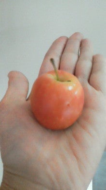 世界一小さいりんご Hｑ保育 保育スクール よつばのクローバー スタッフダイアリー