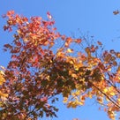 紅葉～小樽☆いろはの記事より