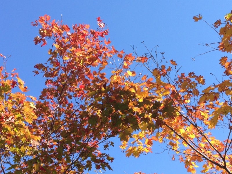 紅葉～小樽☆いろはの記事より