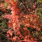 紅葉～小樽☆いろはの記事より