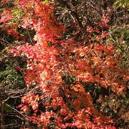 画像 紅葉～小樽☆いろは の記事より 2つ目
