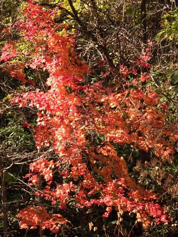 紅葉～小樽☆いろはの記事より
