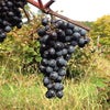 ワインの周辺環境～北海道に視るワインツーリズムの潜在能力～の画像