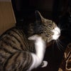 悪運連鎖？の画像