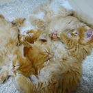 マンチカンの子猫たち、予防注射終了(^-^)の記事より