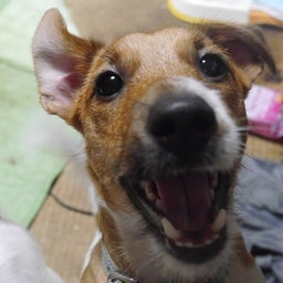 ごえもんと素敵な仲間たち！