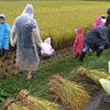 2013ワクワク米作り体験隊～稲刈り～の画像