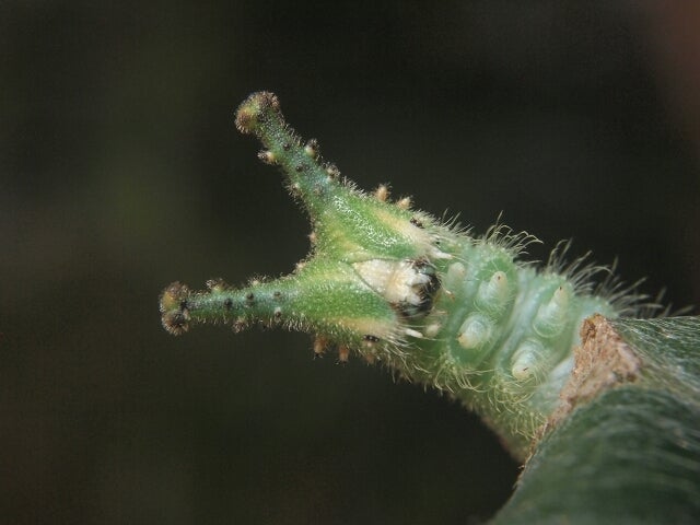 アカボシゴマダラ 幼虫の越冬時期は 自然散策雑記帳