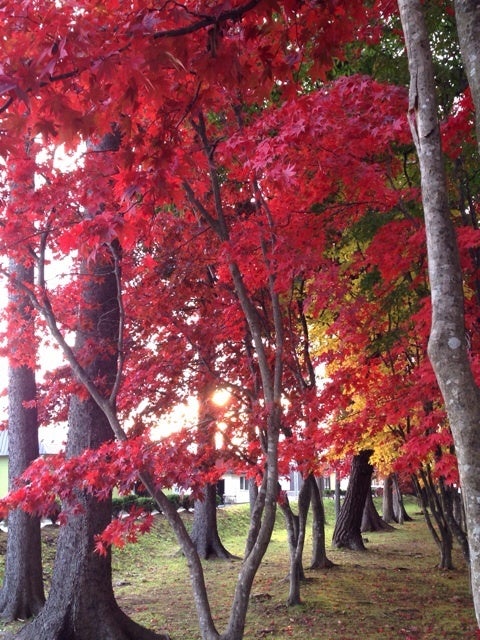 秋の函館② 香雪園の紅葉の記事より
