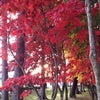 秋の函館② 香雪園の紅葉の画像