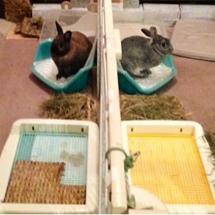 やっとこさ落ち着いたうさうさ部屋の画像