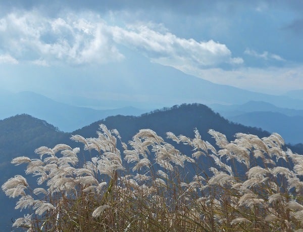 ムサママのおめでたい日々-富士山とススキ