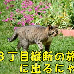 スマホアフィリエイトはオバちゃん方式by尾場はなえ-日本縦断猫の旅