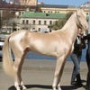 世界一美しい馬の画像