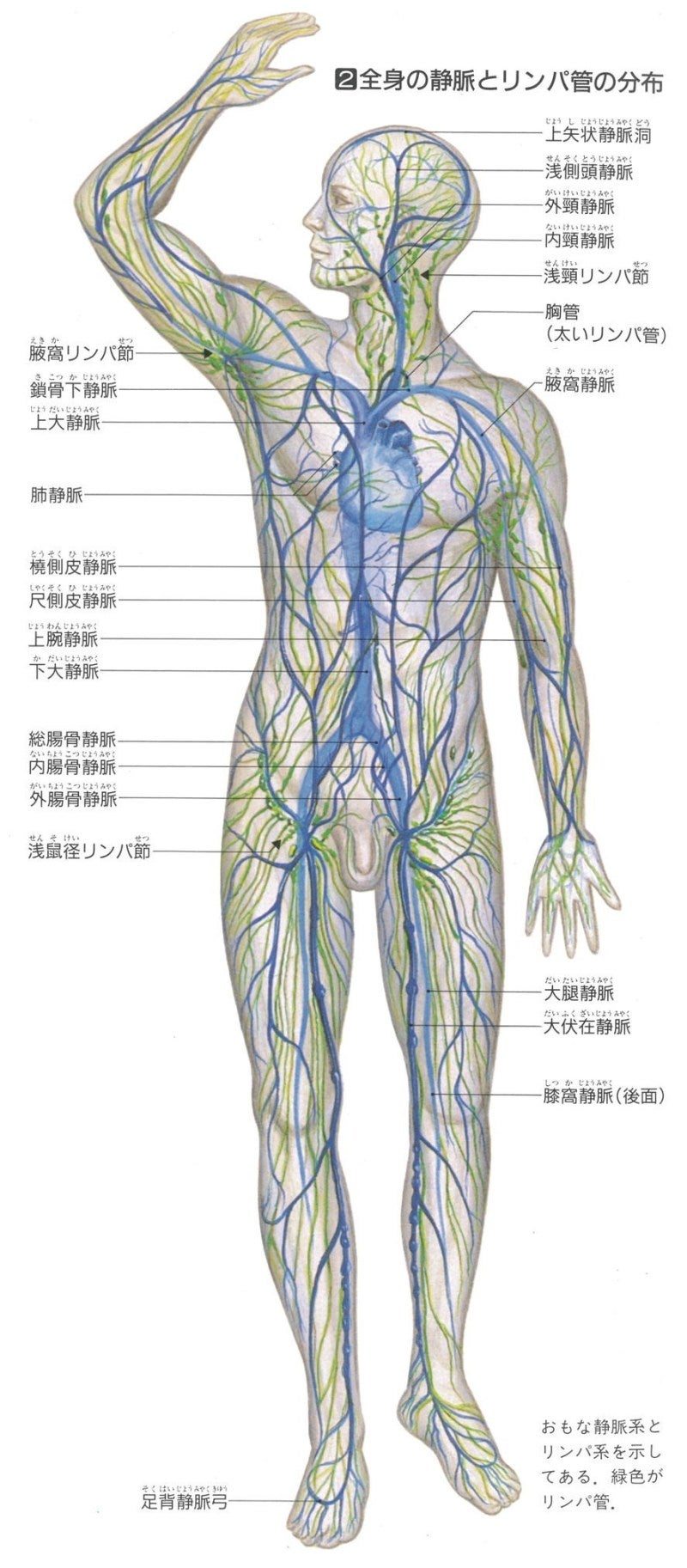 リンパ小顔フェイシャル合格発表2019年6月の記事画像