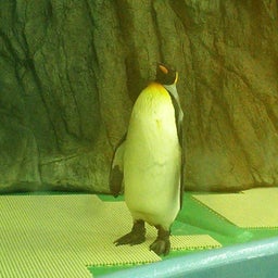 家庭教師のえーるのブログ-王子動物園の皇帝ペンギン１